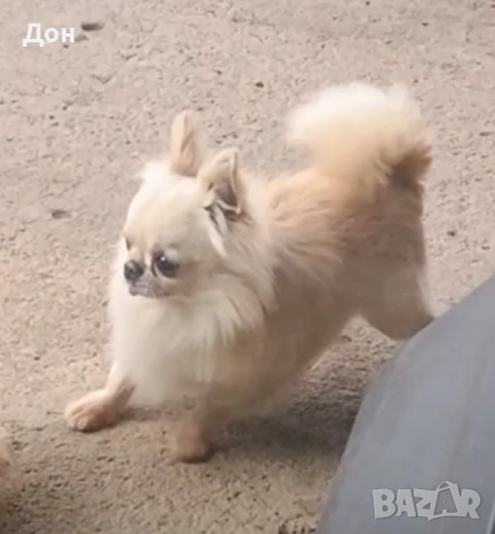 Мъжко 🩵 Чихуахуа търси своите дами🐾💓, снимка 9 - Чихуахуа - 53211220