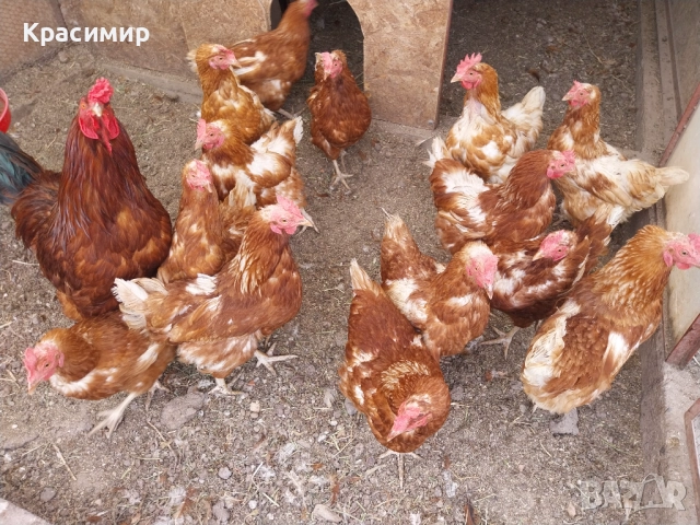 Кошки Ломан Браун на 18 месеца