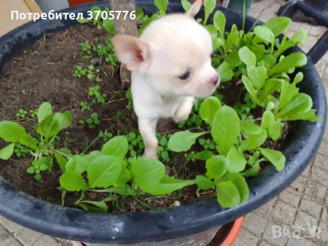 Чихуахуа ,чихупинчерчета джуджета, снимка 4 - Чихуахуа - 49982185