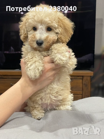 Мини пудели, женски, снимка 12 - Пудели - 53940833