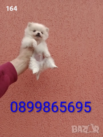 Миниатюрно мини момче. Померанче. Реални снимки от 13.02.26 г. , снимка 3 - Немски шпиц - 53472747