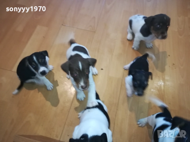 ДЖАК РЪСЕЛ-КУТРЕТА 2209251141, снимка 6 - Джак ръсел териер - 51793138