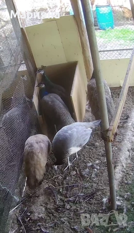 птици.Индийски пауни