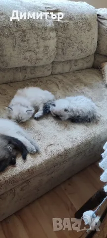 Дългокосместо шотландско мъжко, снимка 14 - Британска късокосместа - 50320973