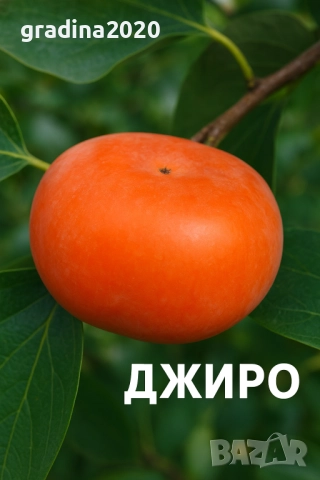  Райска ябълка Налични 4 сорта, снимка 4 - Разсади - 47222307