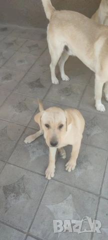 Подарявам Кученце Лабрадор, снимка 1