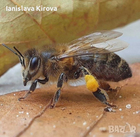 Пчелни отводки дадан блат