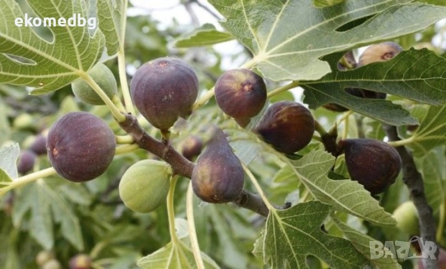 Смокини черна и зелена крушовидна
