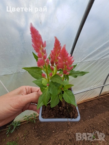 Два вида пламъче, няколко цвята , снимка 3 - Градински цветя и растения - 54282774