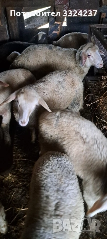 продавам агнета 