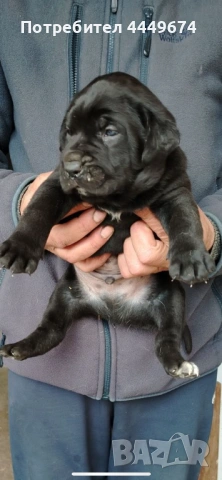 Кане корсо (ферментино), снимка 5 - Кане корсо - 53929196