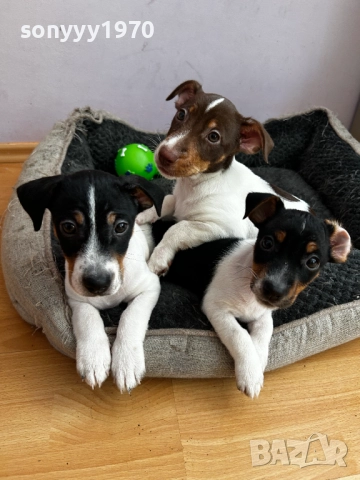 250лв-ЧИСТОКРЪВНИ КУЧЕНЦА-ДЖАК РЪСЕЛ 2010251322, снимка 5 - Джак ръсел териер - 52116716