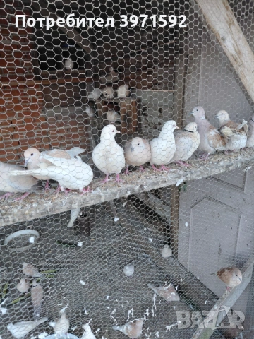 Продавам гугутки