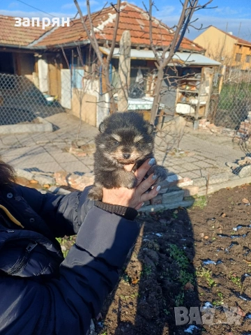 померан, снимка 5 - Померан - 53153620