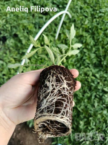 Продавам разсад за РАННИ домати в кофичка и тарелка, снимка 3 - Разсади - 54074773