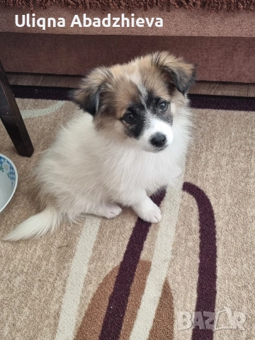 Продава се кучинце на 3 месеца 