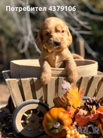 Кокер шпаньол родословен баща ваксина 