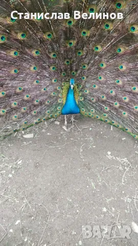 Продавам пауни , снимка 1