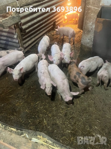 Продавам малки прасенца прасета, снимка 2 - Прасета - 53749351
