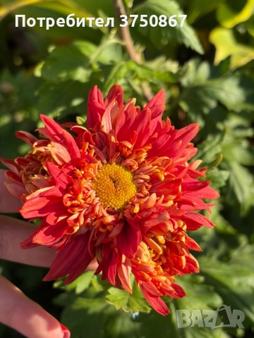 💞😍♥️ Уникални български хризантеми – селекция, създадена с грижа! 💞♥️💞, снимка 16 - Градински цветя и растения - 50782033