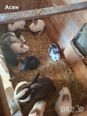 Зайци , снимка 4 - Други животни - 53151221