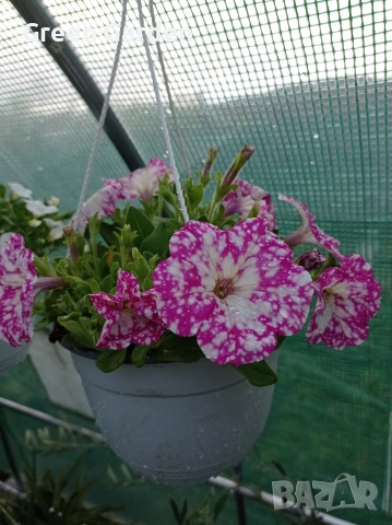 ТОП КАСКАДНИ ПЕТУНИИ