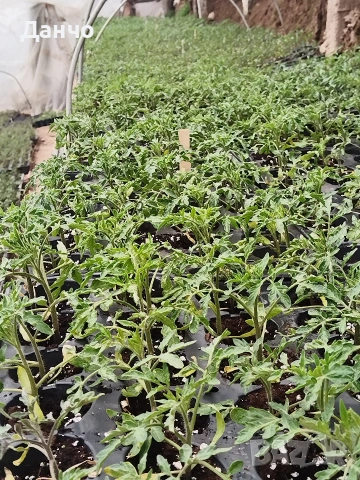 Продавам готов разсад домати краставици и др. , снимка 3 - Разсади - 52299966