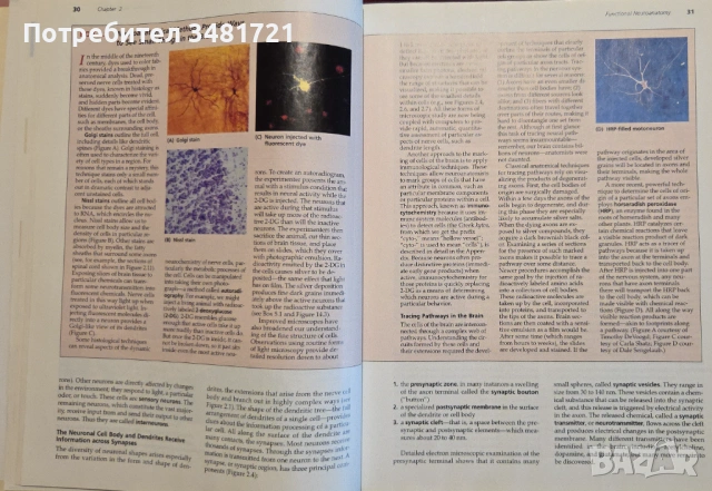 Biological Psychology. An Introduction to Behavioral, Cognitive and Clinical Neuroscience, снимка 8 - Специализирана литература - 53251130