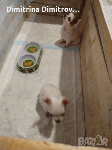 Женски мини чихуахуа, снимка 7 - Чихуахуа - 53622941