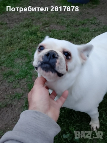женски френски булдог , снимка 4 - Френски булдог - 52675872