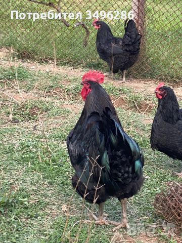 Яйца от Джърси гигант, снимка 6 - Кокошки и пуйки - 45414384