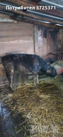 Продавам 2 бр телета , снимка 2 - Крави - 53295775