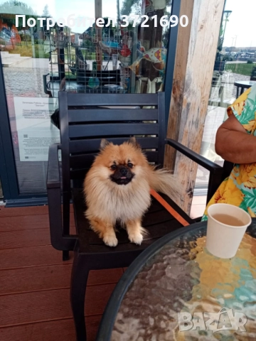 Куче за разплод