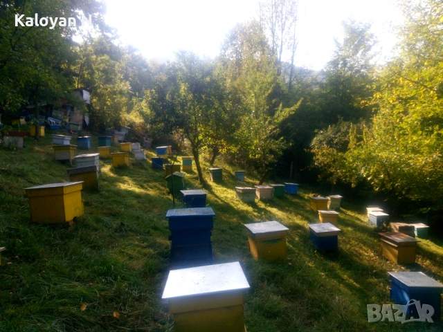 Пчелни отводки/Рамки с пило от ЗП