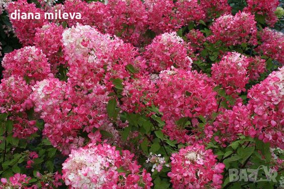 Хортензия Червен Диамант, Hydrangea paniculata Diamond Rouge, за супер слънце, снимка 3 - Градински цветя и растения - 46062315