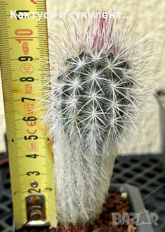 Кактус Echinocereus CANUS, снимка 3 - Градински цветя и растения - 47244649