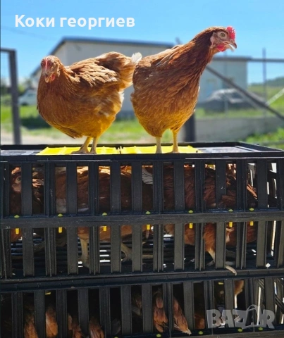 продавам кокошки носачки ломан Браун 