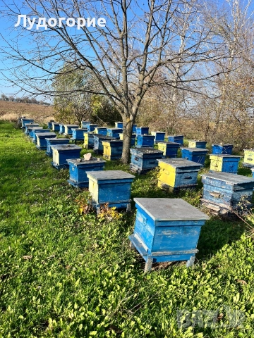 Пчелни кошери Дадан блат, снимка 2 - За пчели - 52516195