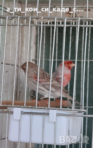 Червена Ахат мозайка млади , снимка 2 - Други игри - 52566138