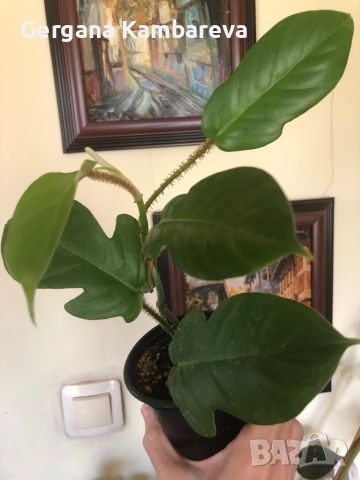 Philodendron Squamiferum , снимка 1 - Стайни растения - 45158870