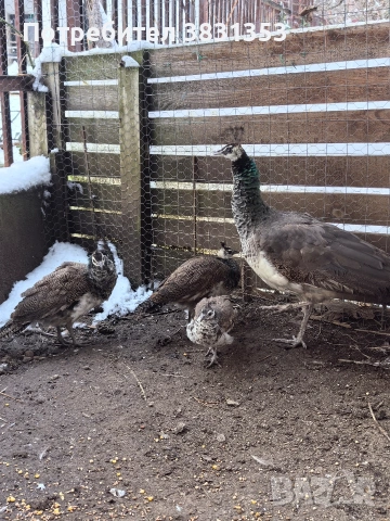 Семейство индийски пауни, снимка 6 - други­ - 53238734