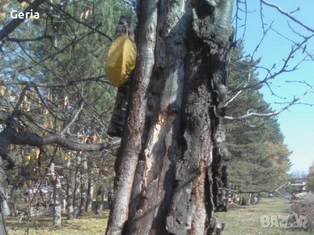 ПОДАРЯВАМ дърва, дървесина, дървен материал, дървета за сеч, снимка 6 - Дърва за огрев - 45408369