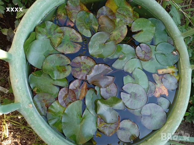 водни лилии, снимка 1 - Стайни растения - 46088754