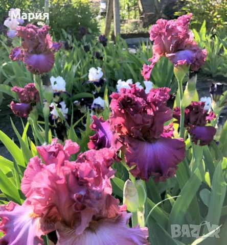 Сортови вискоки ириси /брадати ириси/обикновенни ириси, снимка 6 - Градински цветя и растения - 50578301