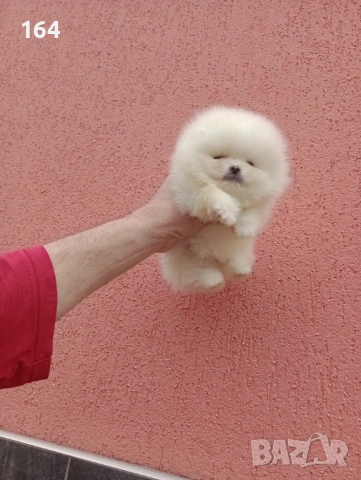 Бели мини Померани. Реални снимки от 13.03.26 г. , снимка 14 - Померан - 53710741