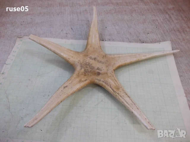 Звезда морска - 7, снимка 4 - Други стоки за дома - 50553591