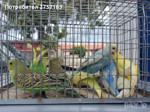 продавам млади вълнисти папагали 2024, снимка 1 - Папагали - 46010548