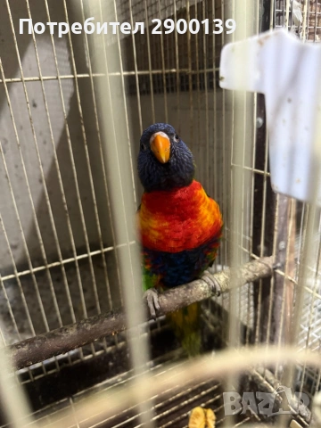 Лори , снимка 2 - Папагали - 54257946
