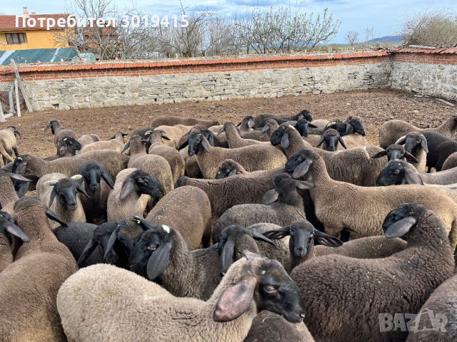 Плевенски черноглави агнета, снимка 9 - Овце - 45021028