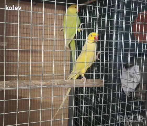 Папагали Малък Александър /двойка